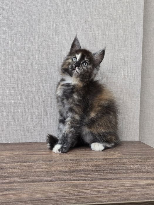 Мейн-кун девочка