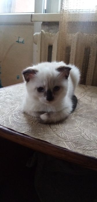 Котята в добрые руки, 10 недель, мальчики, девочки папа скотиш фолд