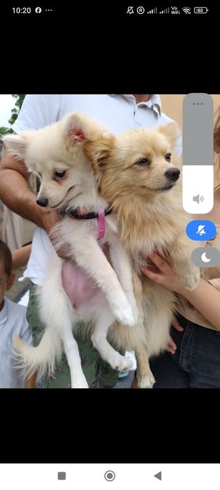 Caut stăpâni iubitori!!Suntem de rasa pomeranian și suntem 4 frățiori