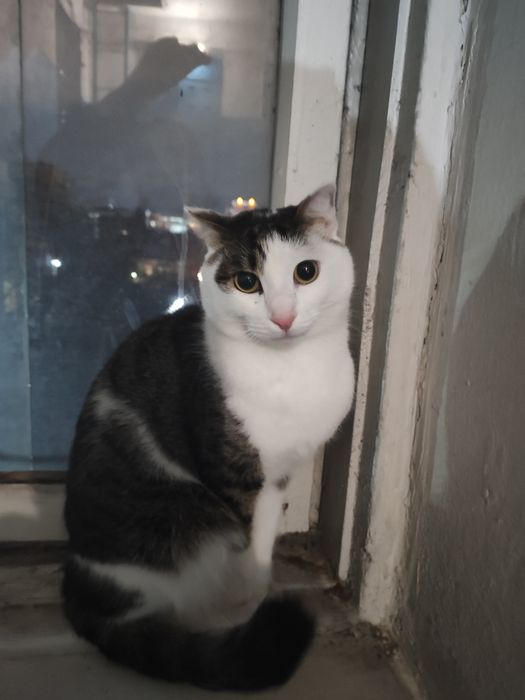 Кот с интересным окрасом ищет новый дом!