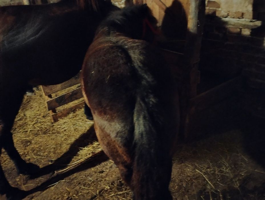 Vând o iapa și un mânz sau schimb cu tractor