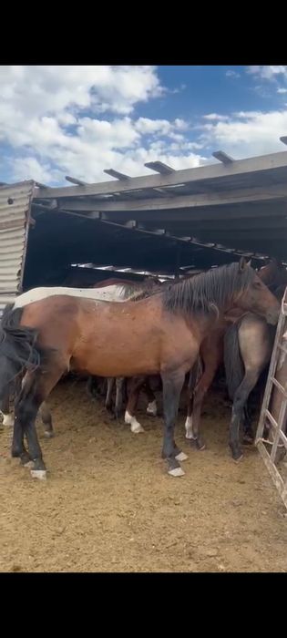 Продам жеребца ...