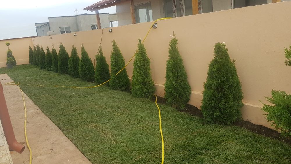 Tuia smaragd 1m-3m calitate extra, gazon rulou sport