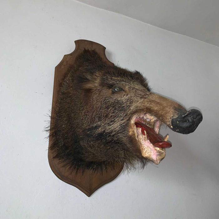 Trofeu cap de porc mistret