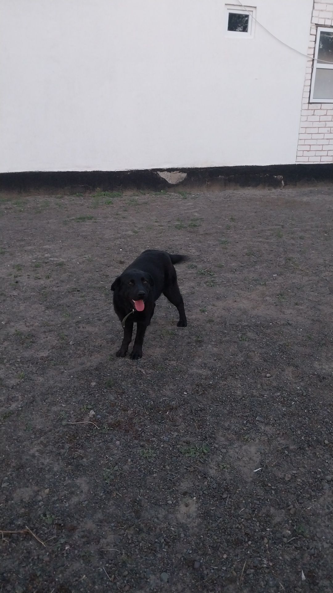 Собака лабрадор 8 месяц