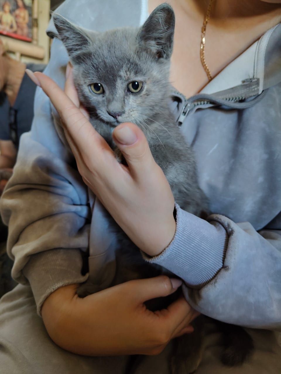 Отдам котят в добрые, ответственные руки
