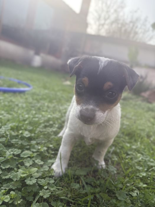 Мини Джак Ръсел женска