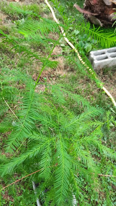 vind chiparosi de balta