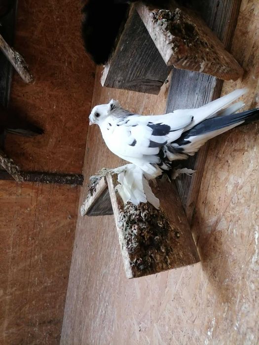 Vand porumbei rasa jucatori de Botosani