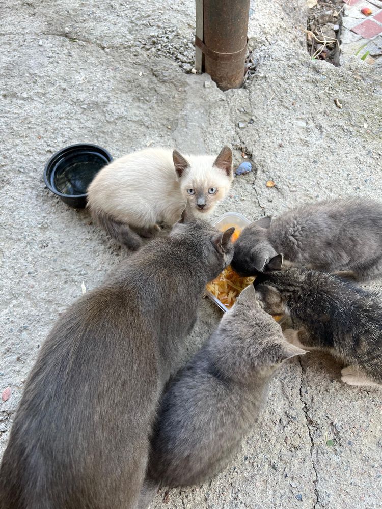 Котята в добрые руки