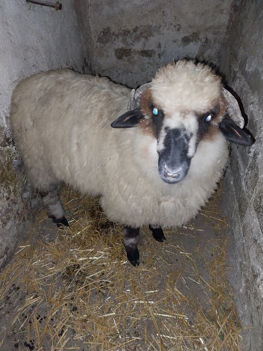 Brebec de   rasă