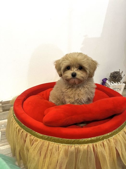Fetiță Maltipoo – Bella, 3 luni