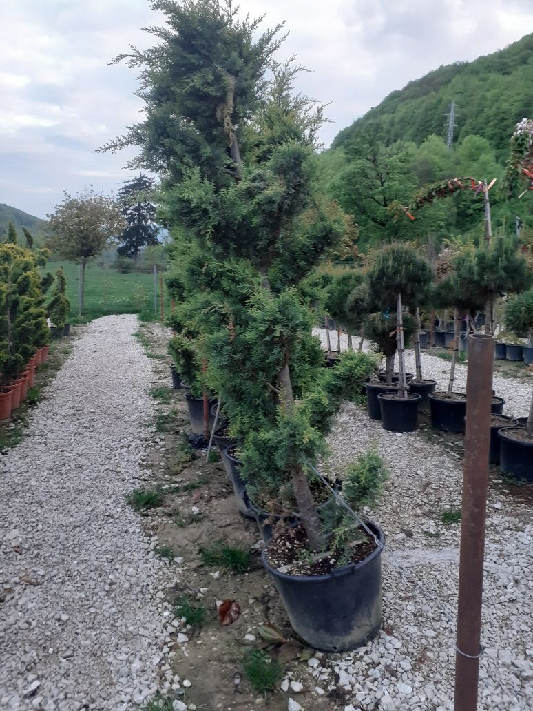 Piatră de munte naturală și plante ornamentale