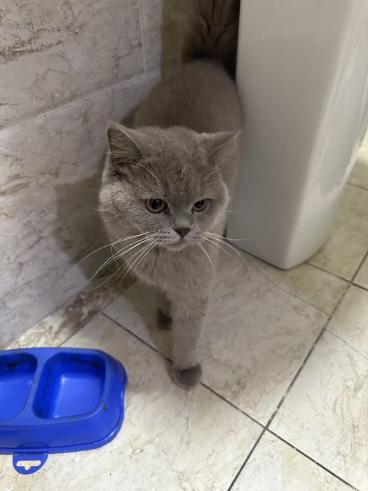 Mushuk 2 ta. O’g’il va qiz. skotish fold va strayt.