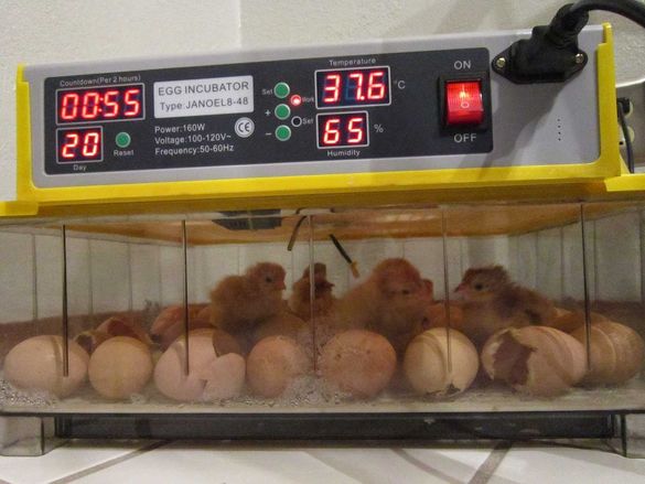 Инкубатор/люпилня за до 55 яйца автоматичен