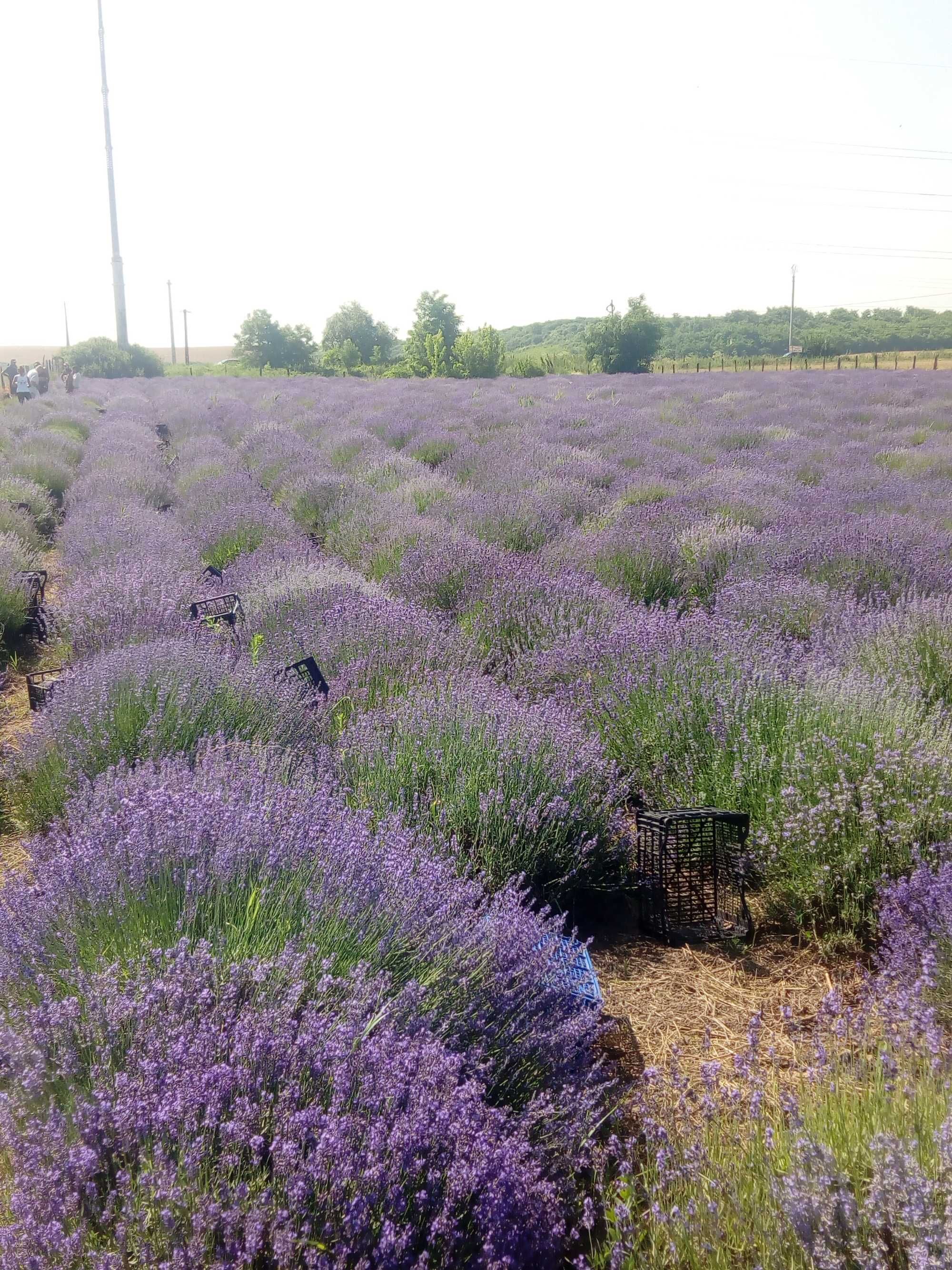 Tufe LaVanda VERA Provance BIO  soi Alimentar,Medicinal si Cosmetic RO