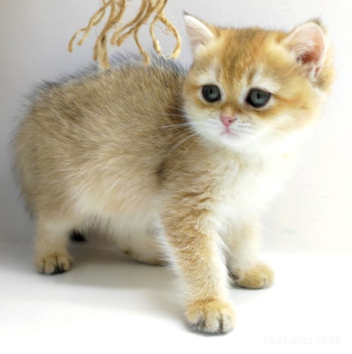 Девчули и пареньки британские