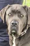 Cane Corso Femela, 1,4 ani , cu Pedigree+