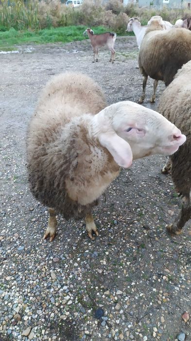 Мъжко агне Асаф ,