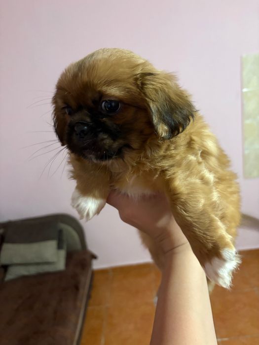 Продавам пекинези