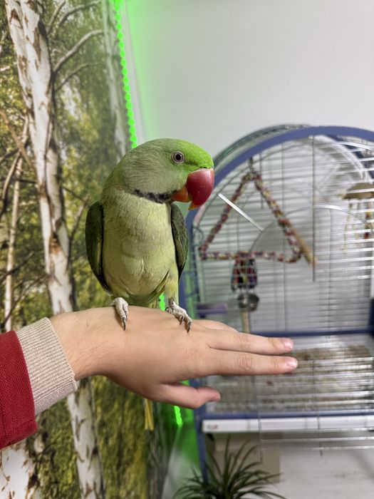 Papagal Marele Alexander