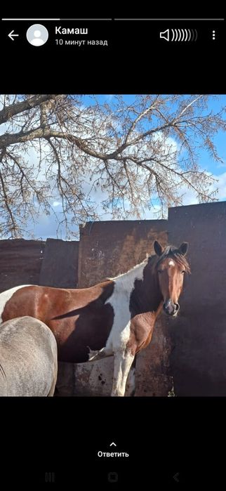 Продам лошадей (кунан)