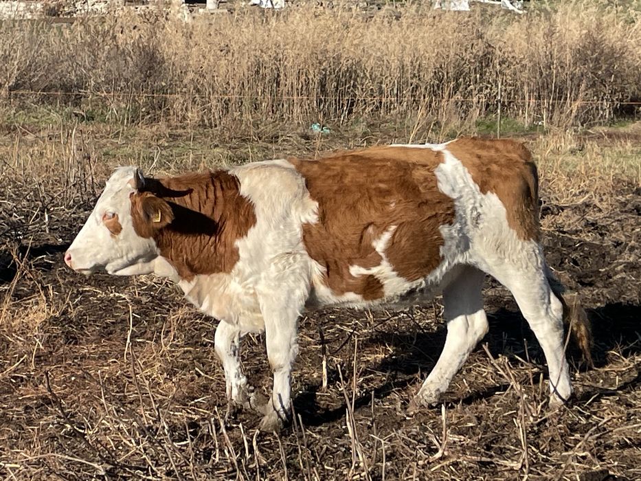 Juninci baltata romaneasca