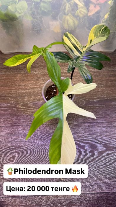 Филодендрон Мэджик Маск