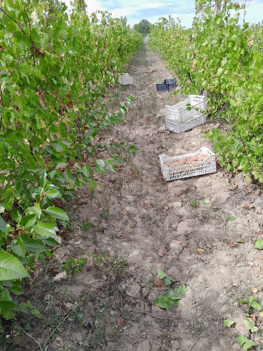 Struguri de masa sau struguri pentru vin demisec soiul Aliglote