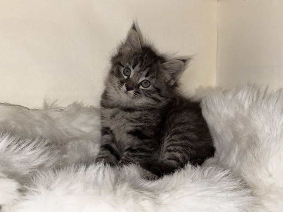 продается кошка 1 месячная