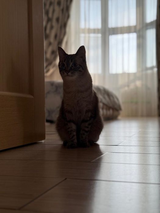 Отдам в хорошие  руки кота