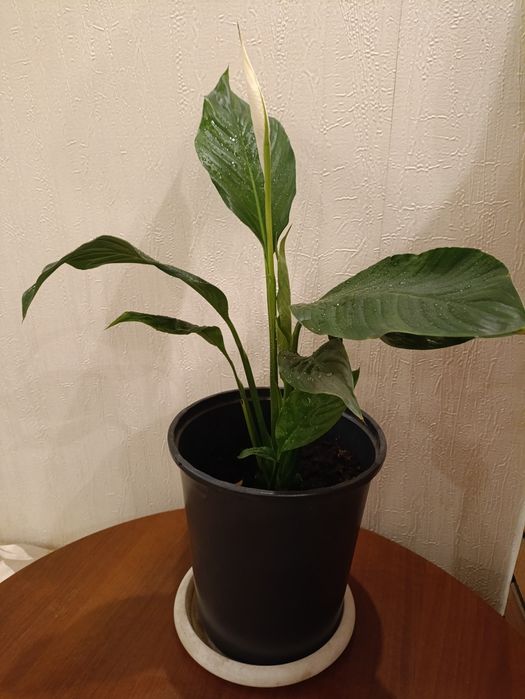 Женское счастье. Спатифиллум. Диффенбахия большая