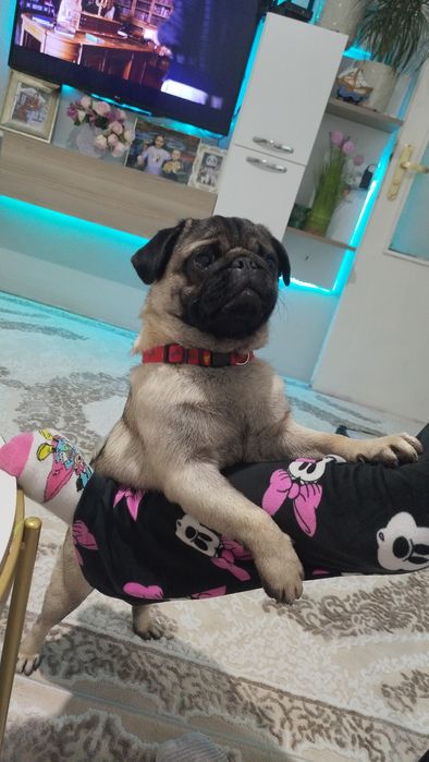 Мопс момче на 11 мец.