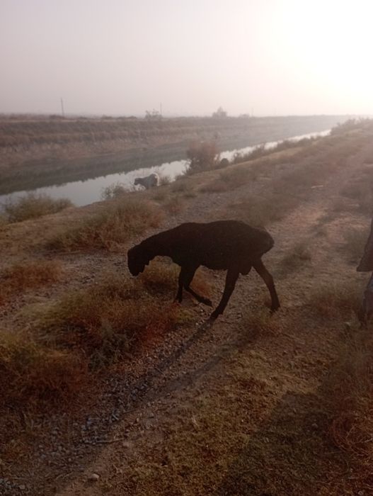 Животные Баран и коз