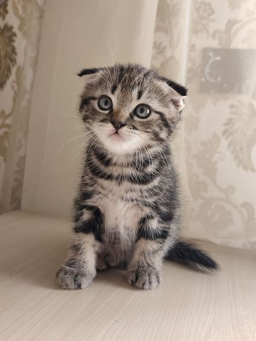 Продаются котята, серые девочки, чёрный мальчик