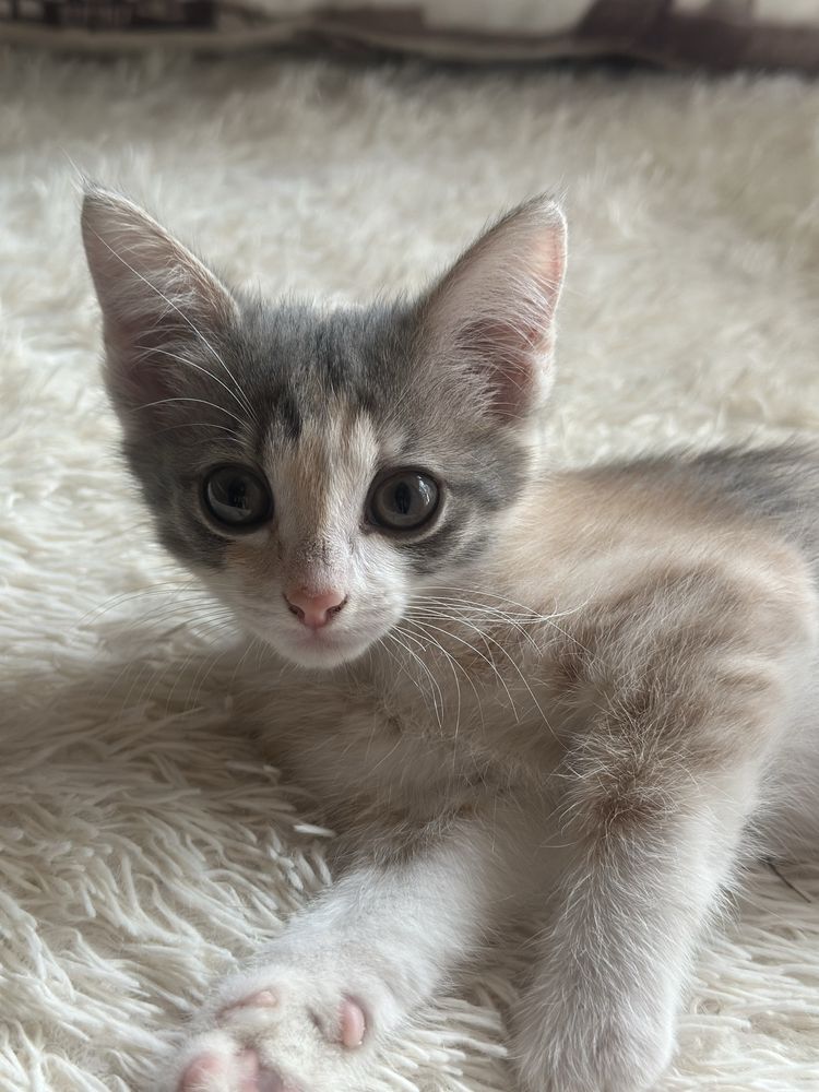 Котята ищут дом
