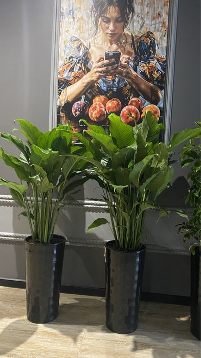 Цветок Спатифиллюм - Женское счастье