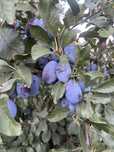 Prune de vanzare