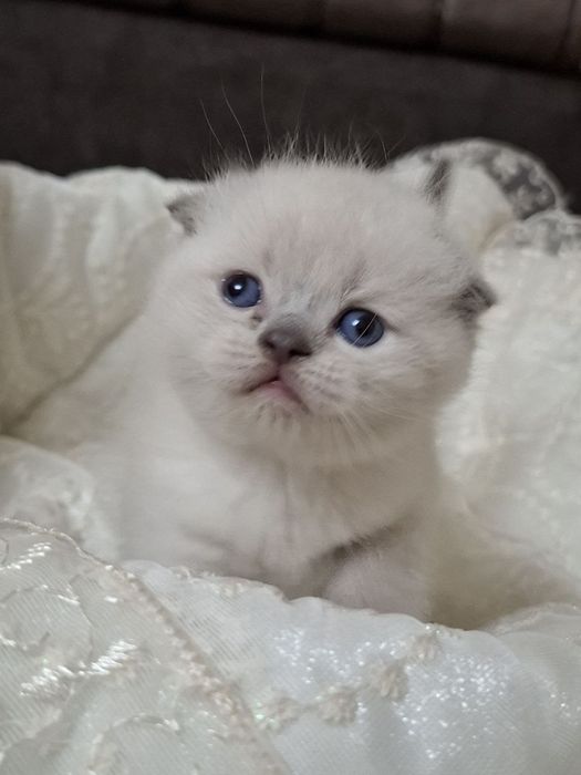 Продаються котята