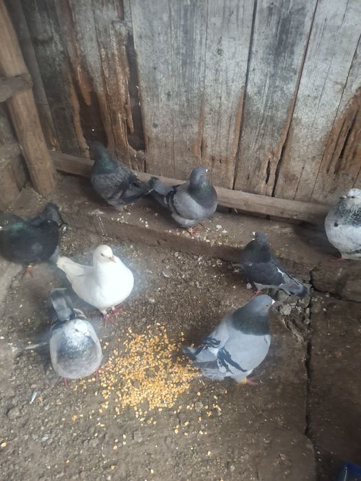 Vând porimbei rasa king