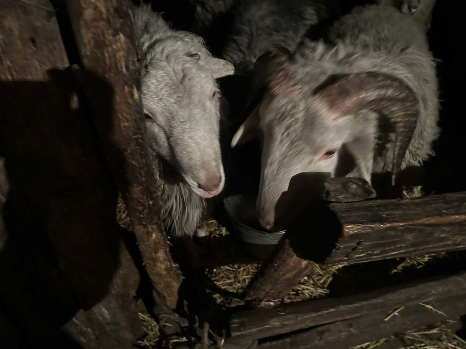 Продам откормленных баранов  на мясо (кошкары)