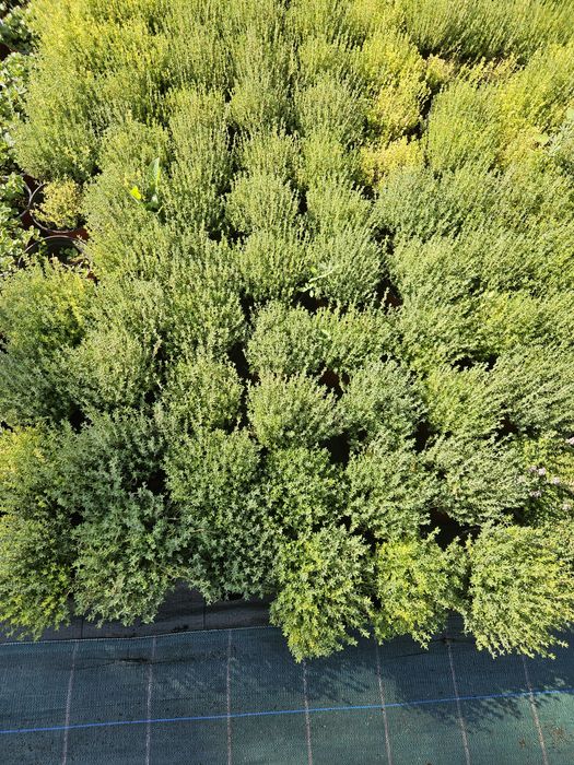 Rozmarin,ysop,mentă,cimbrișor citronela.