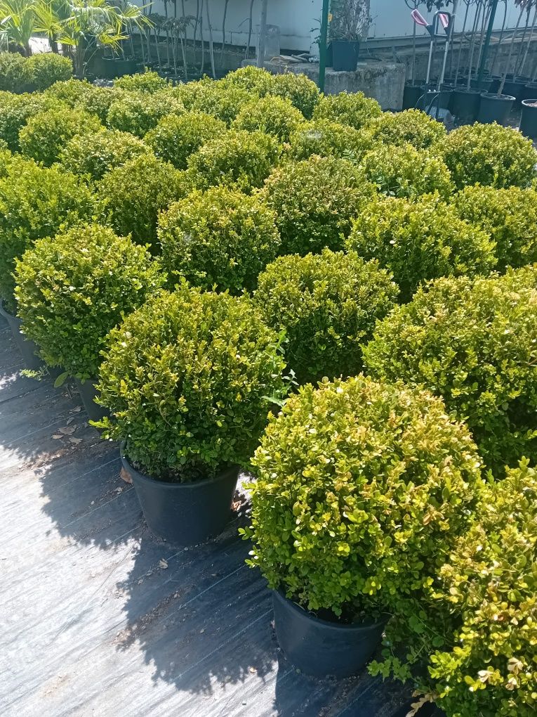 Prunus photinia evonimus de terasă