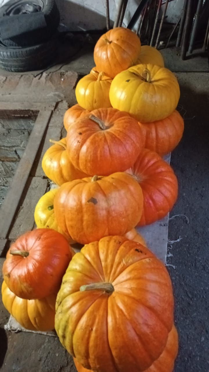 Продам тыкву домашния
