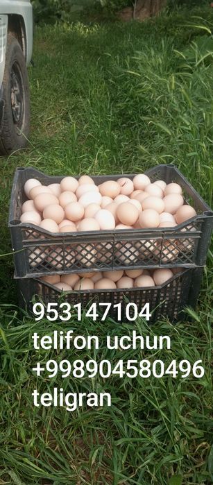 Damashniy tuxum Ichigo javib sapsariq