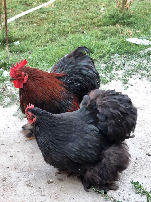 Papagali perusi,nimfe,agarponis gaini cochinchina pitic,australorp