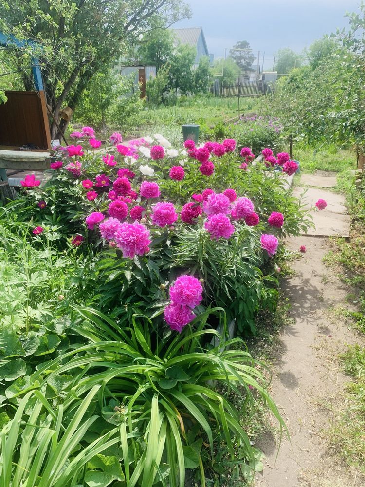 Продам дачу СК Черемушки