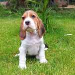 Beagle cu certificat pedigree