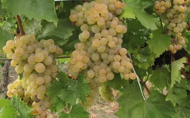 Vând struguri de vin Fetească și Merlot
