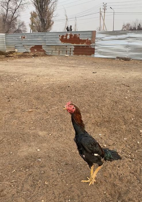 Продам петуха дакан или обмен